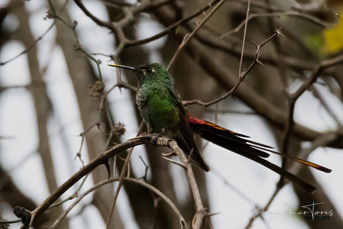Red-tailed Comet - ML262216651