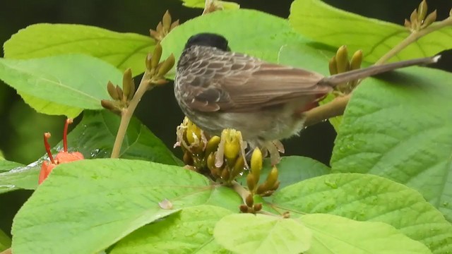 Red-vented Bulbul - ML262218361