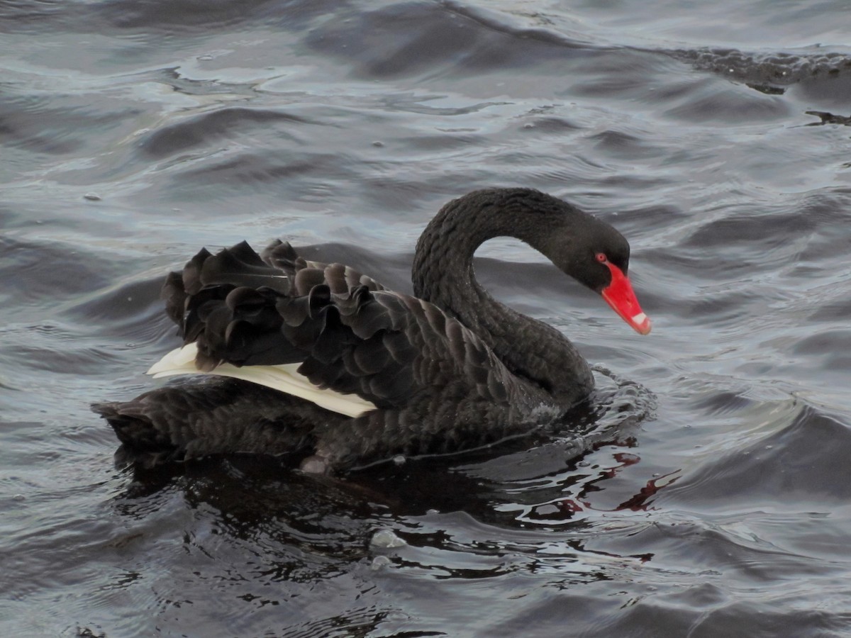 Black Swan - Bruce Kerr