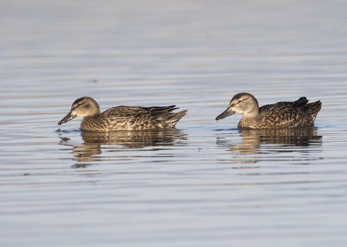 Blue-winged Teal - ML262220681