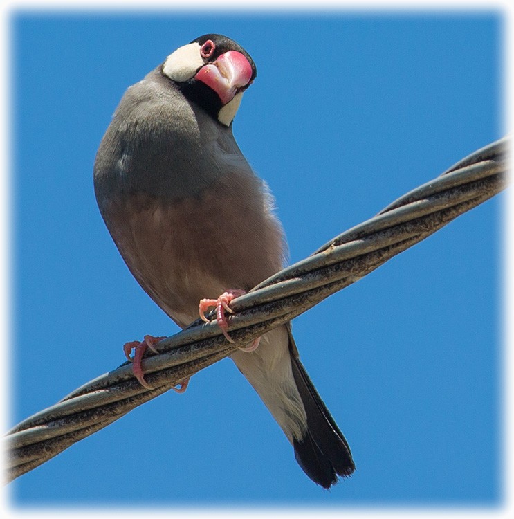 Java Sparrow - www.aladdin .st