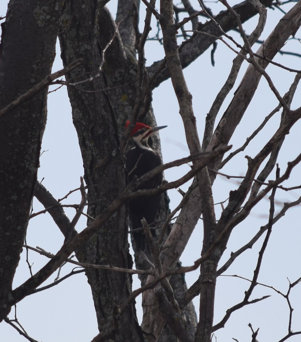Pileated Woodpecker - Zach Skubiszewski