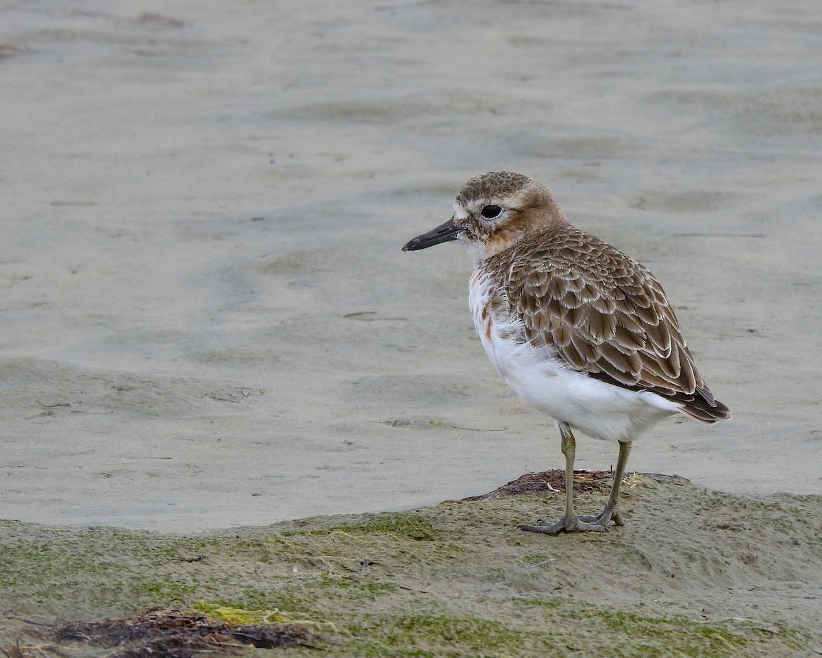 Red-breasted Dotterel (Southern) - ML262225331