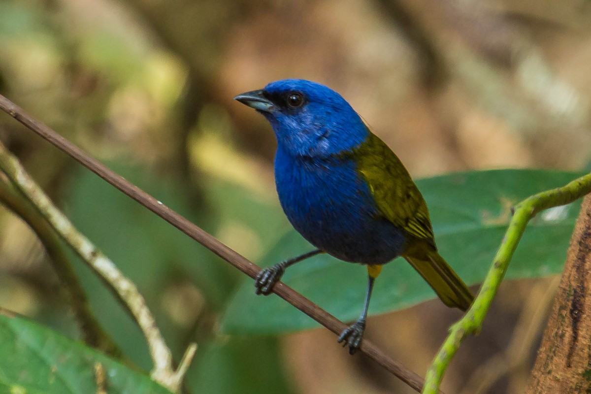 Blue-capped Tanager - ML26222601