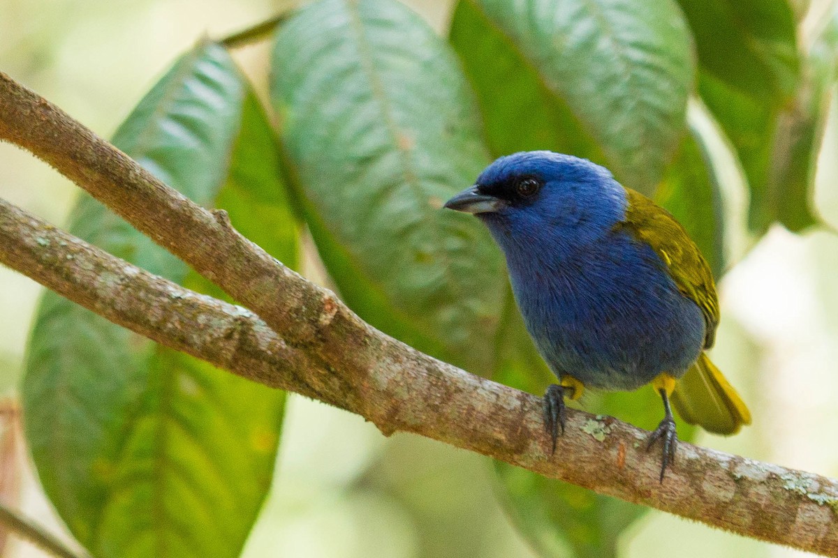 Blue-capped Tanager - ML26222611