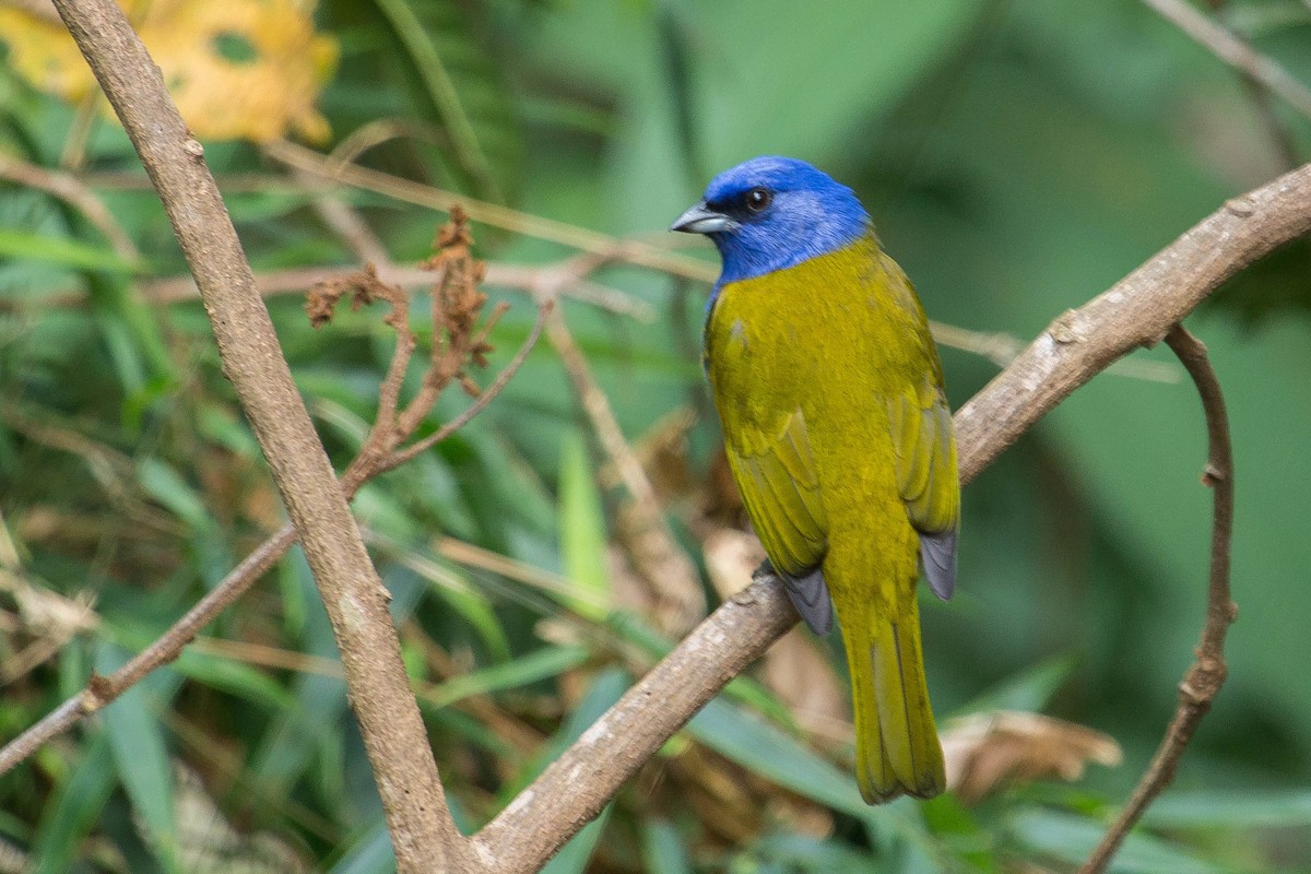 Blue-capped Tanager - ML26222621