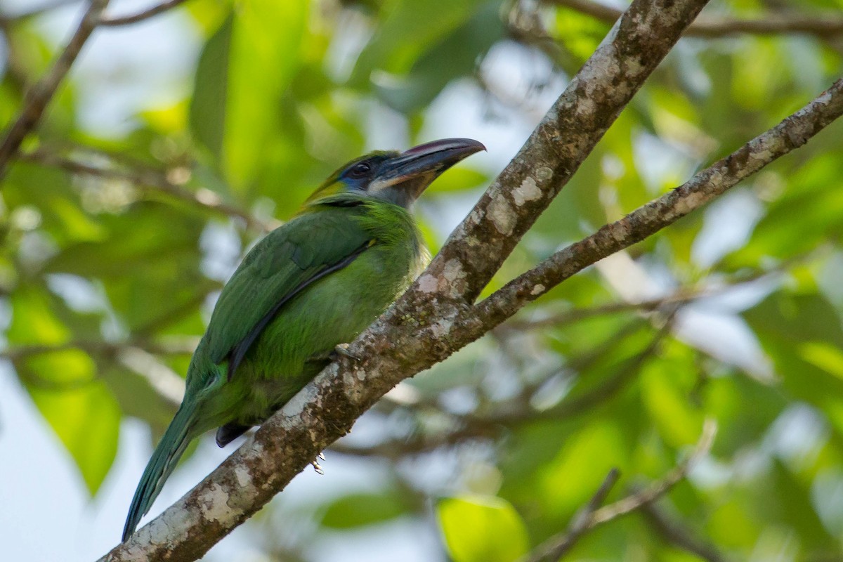 Groove-billed Toucanet - ML26222731