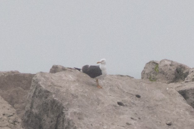 Lesser Black-backed Gull - Anonymous eBirber