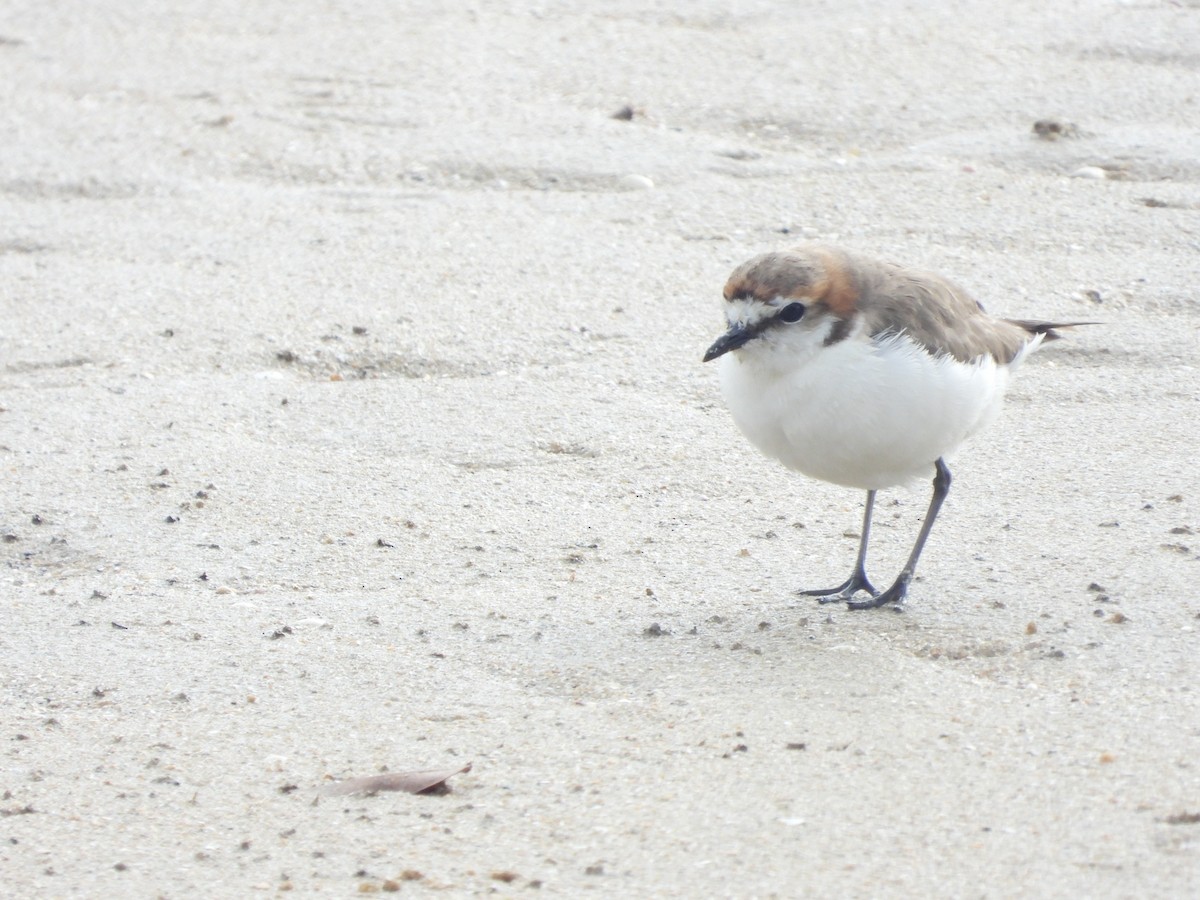 Red-capped Plover - ML262232031