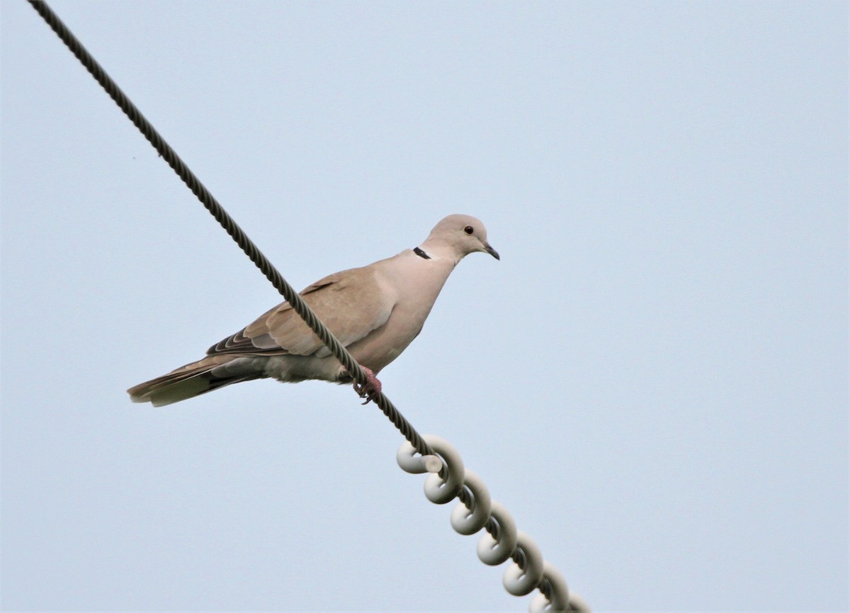 Eurasian Collared-Dove - Henry Gorski
