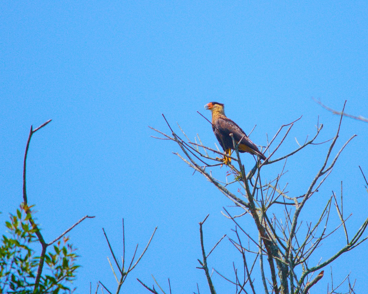 Crested Caracara (Southern) - ML262235161