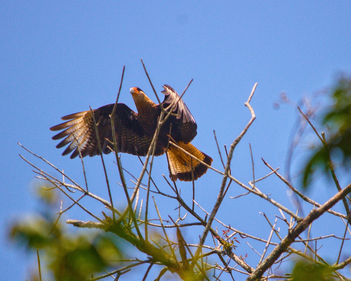 Crested Caracara (Southern) - ML262235171