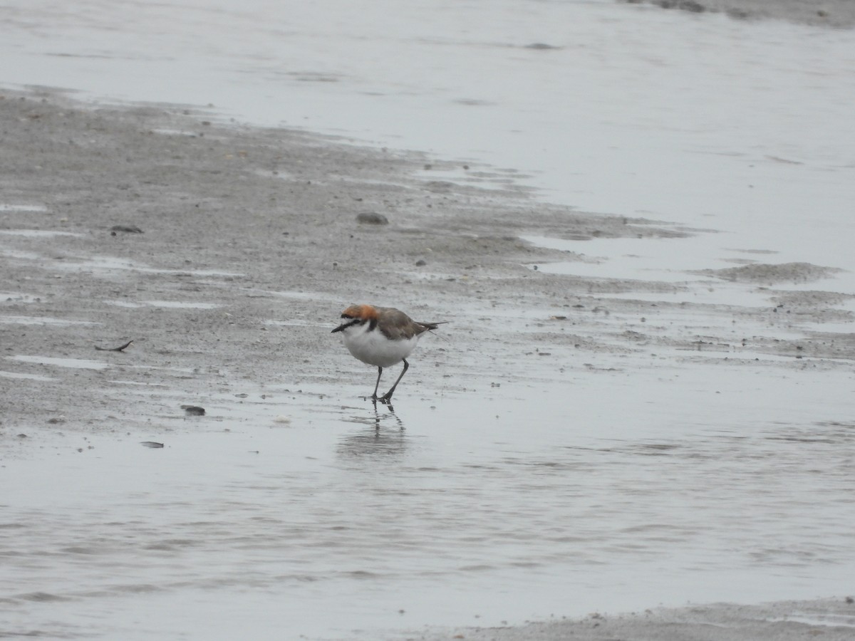 Red-capped Plover - ML262243501