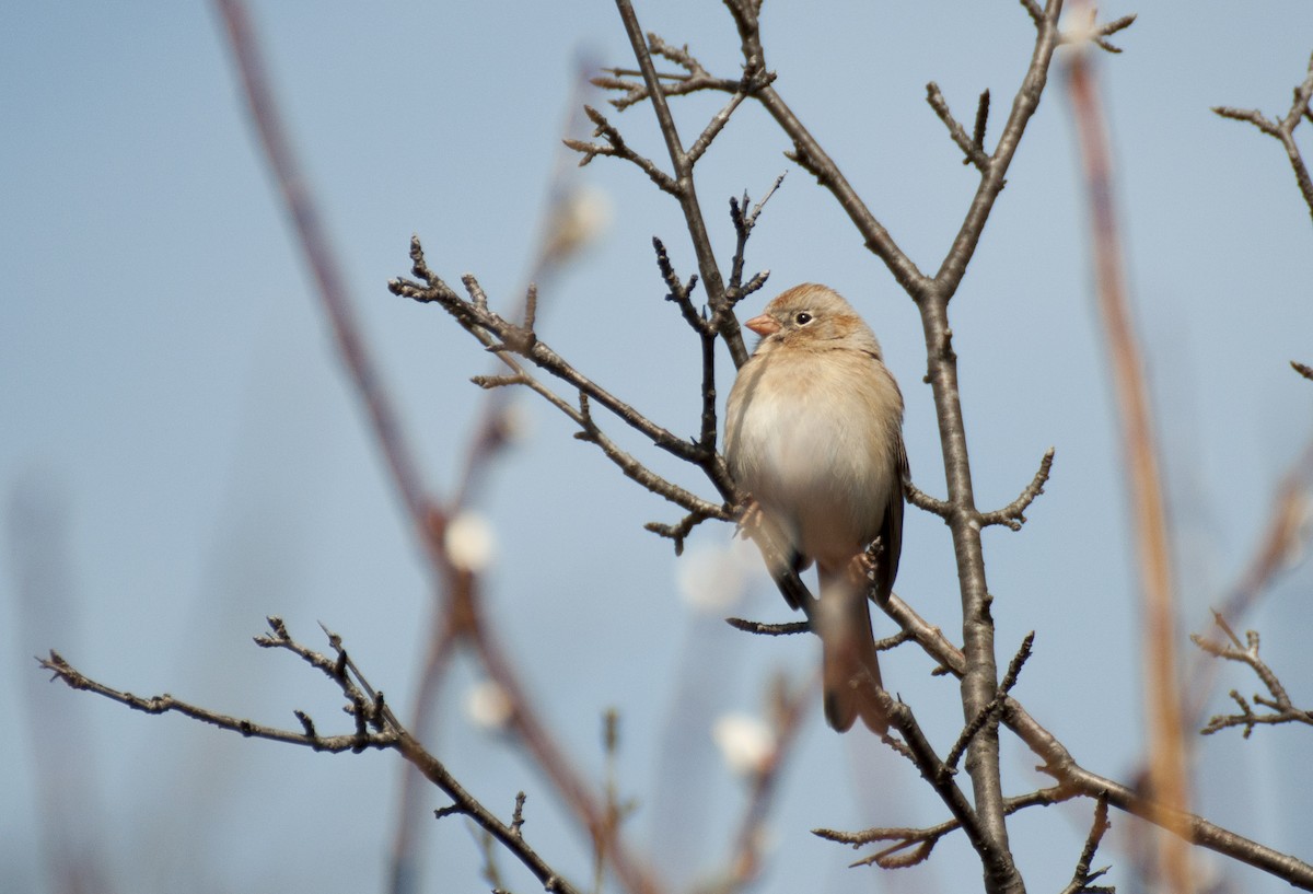 Field Sparrow - Andi NB
