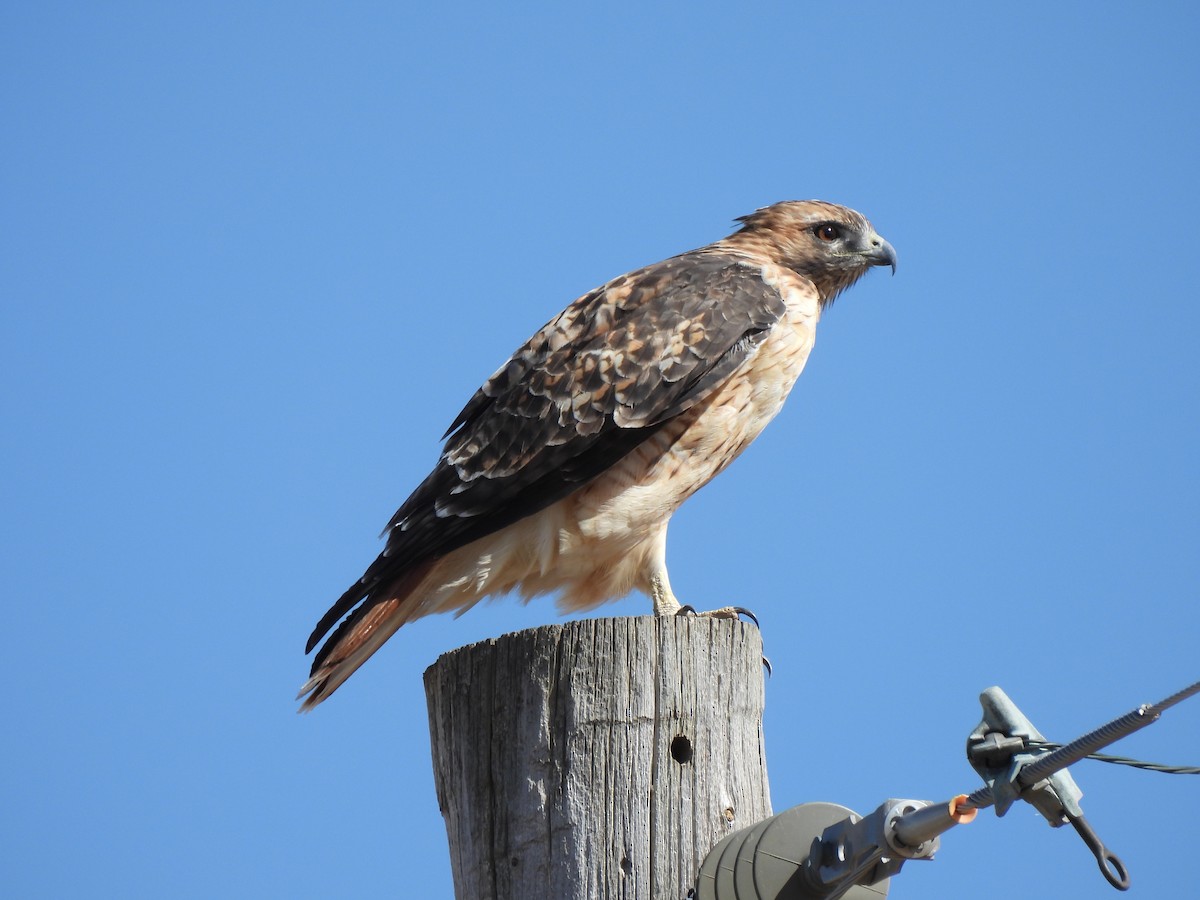 Red-tailed Hawk - ML262246201