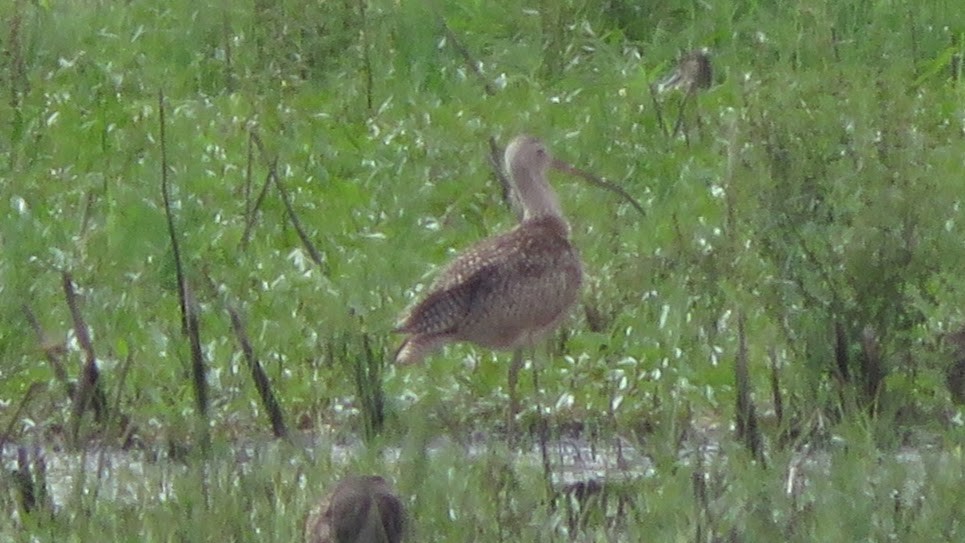 Long-billed Curlew - ML262248091