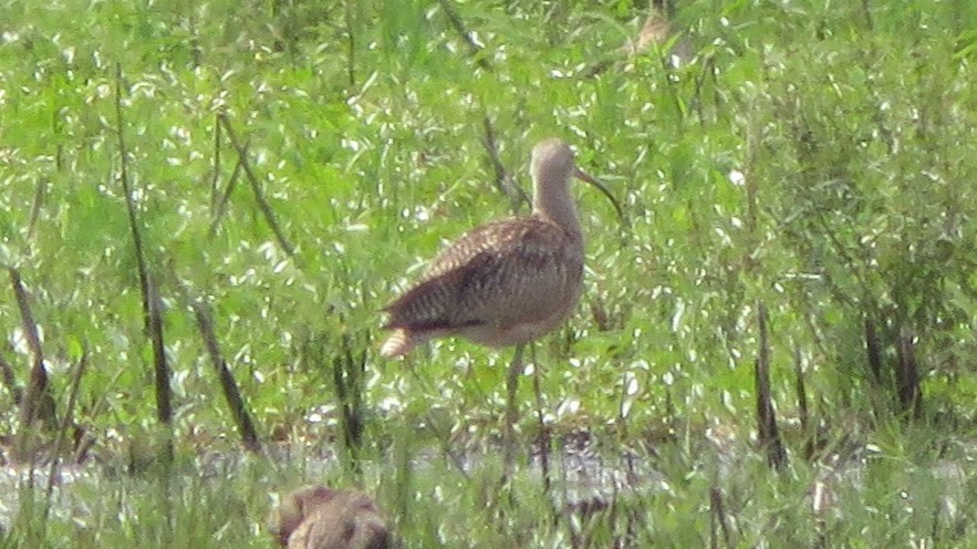 Long-billed Curlew - ML262248101