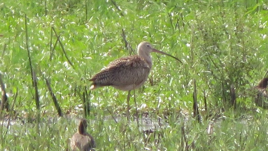 Long-billed Curlew - ML262248111