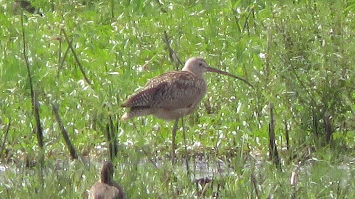 Long-billed Curlew - ML262248121