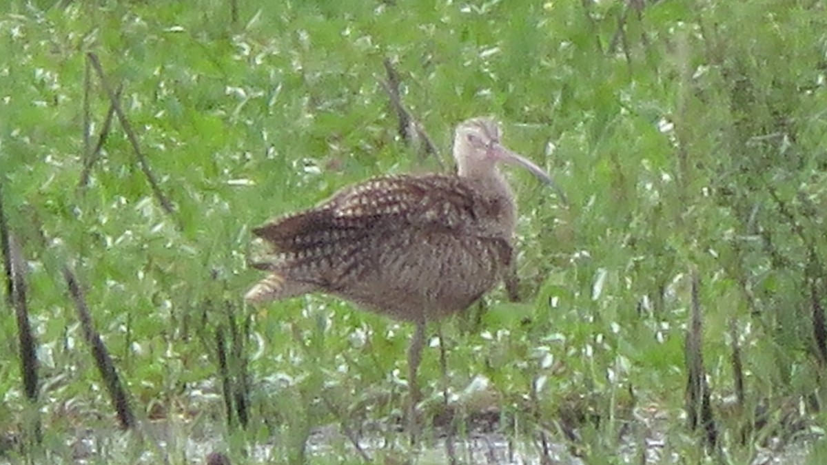 Long-billed Curlew - ML262248131