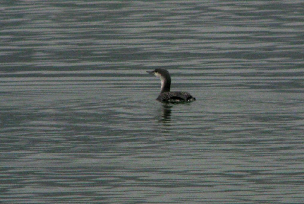 Red-throated Loon - ML26224871