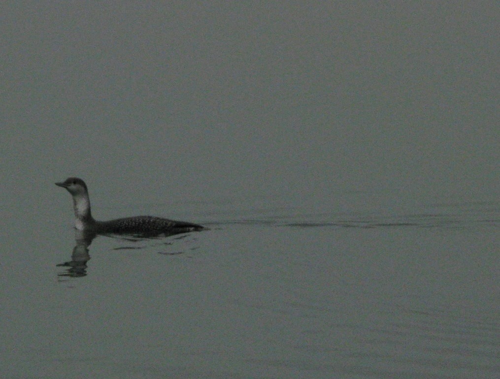 Red-throated Loon - ML26224901