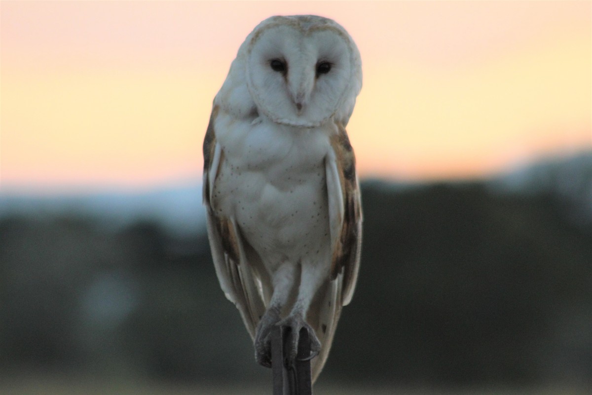 Barn Owl - G Stacks