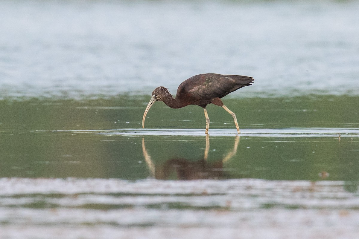 Glossy Ibis - Victor Stoll