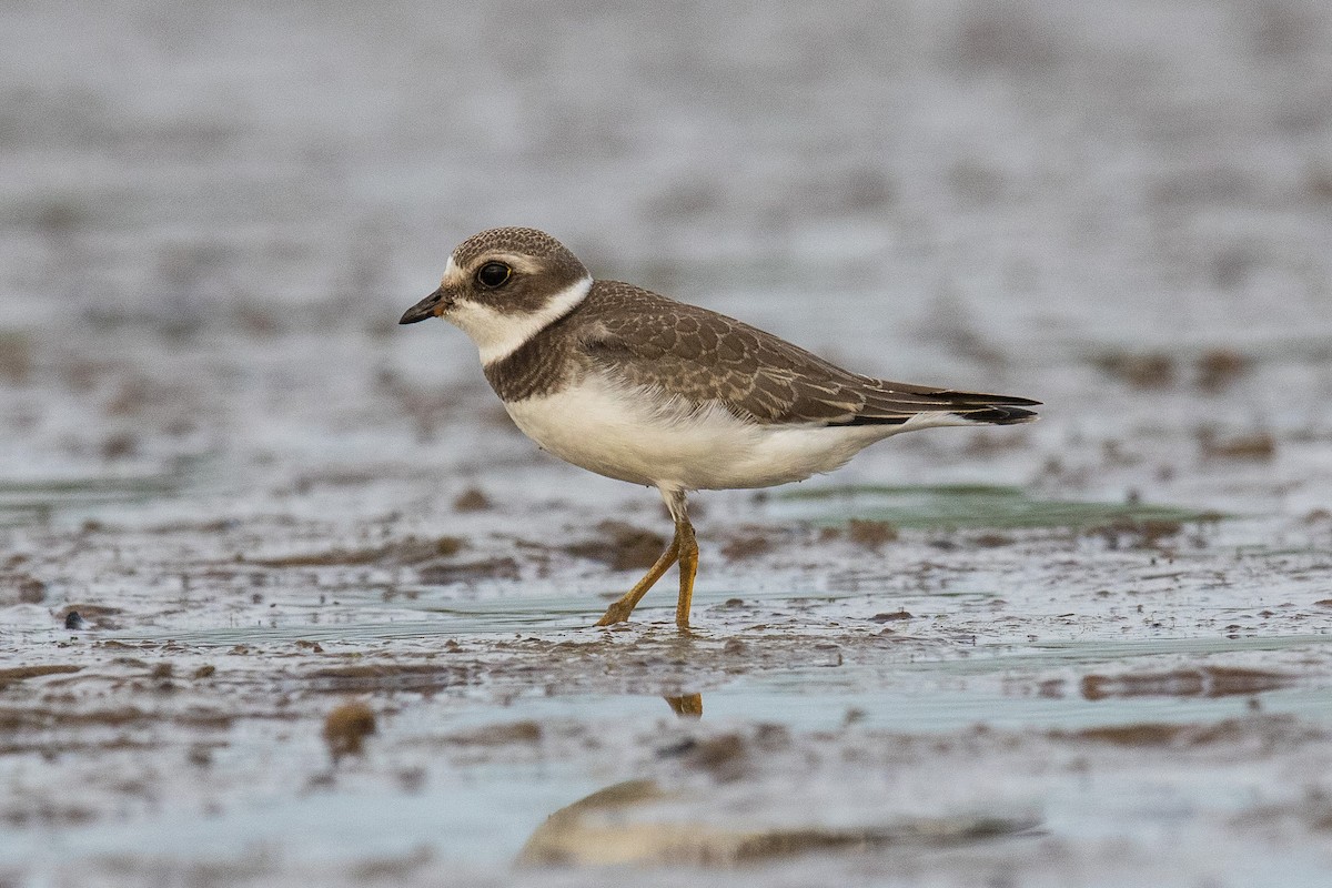 Semipalmated Plover - Victor Stoll