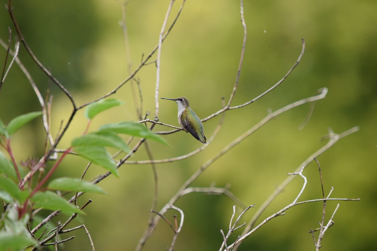 Ruby-throated Hummingbird - ML262262151