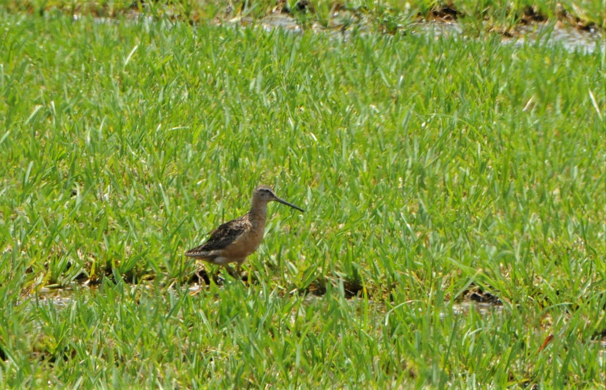 Long-billed Dowitcher - ML262266651