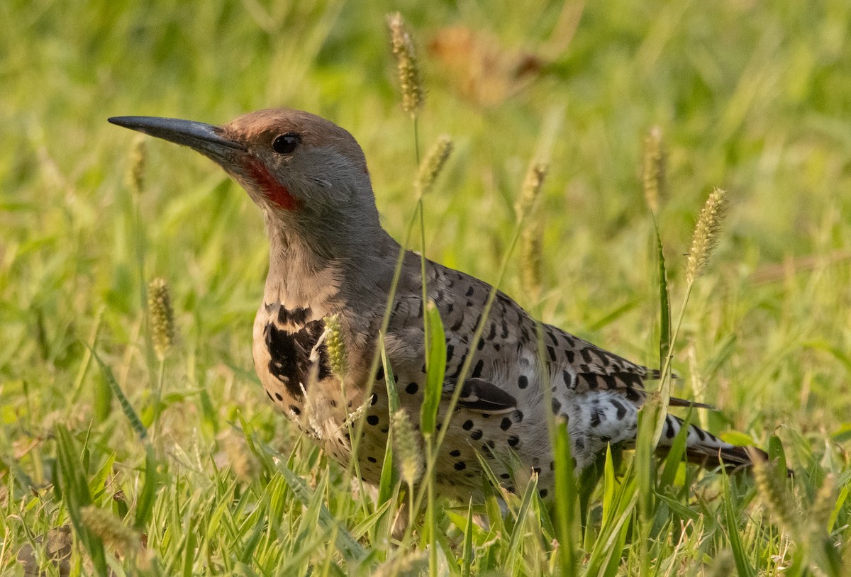 Northern Flicker (Yellow-shafted x Red-shafted) - ML262274421