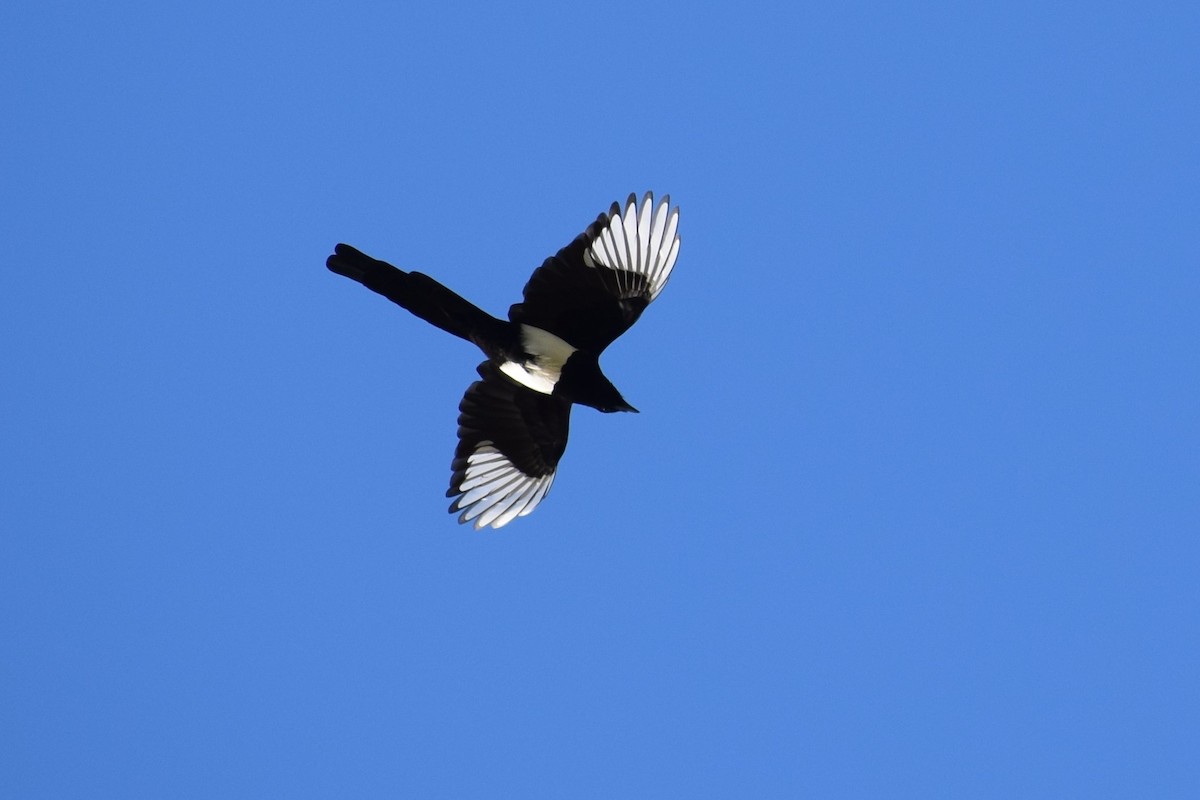 Black-billed Magpie - Syd Cannings