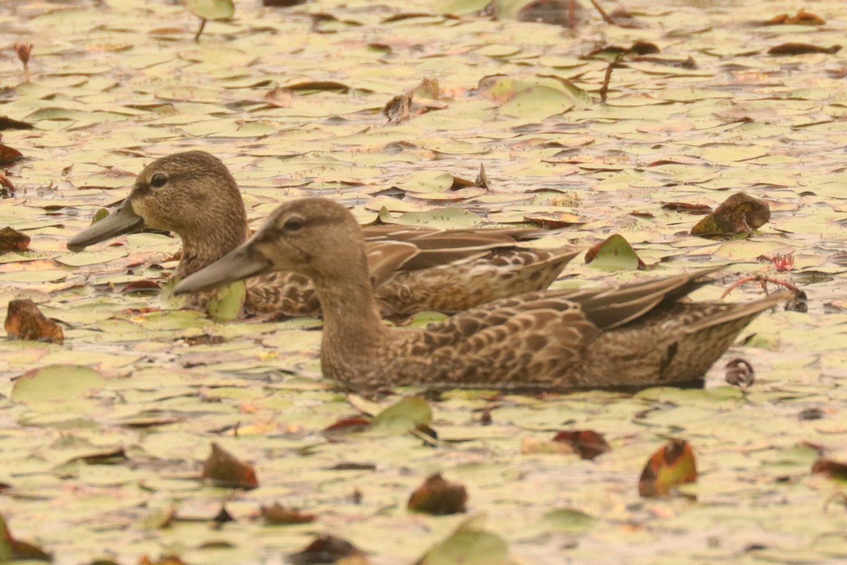 Blue-winged Teal - ML262279251