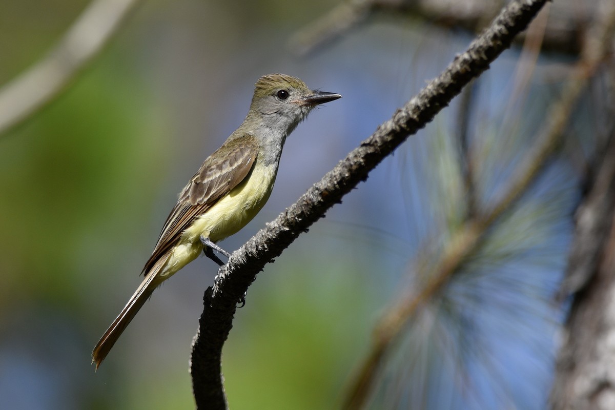 Great Crested Flycatcher - Daniel Irons