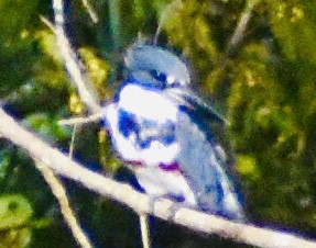 Belted Kingfisher - ML262282201