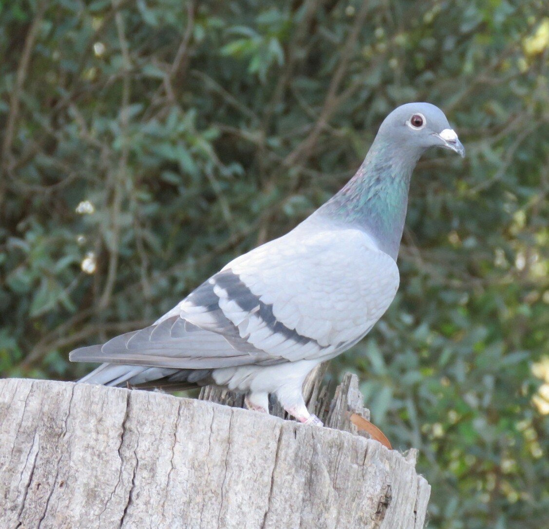 Rock Pigeon (Feral Pigeon) - Brad Arthur