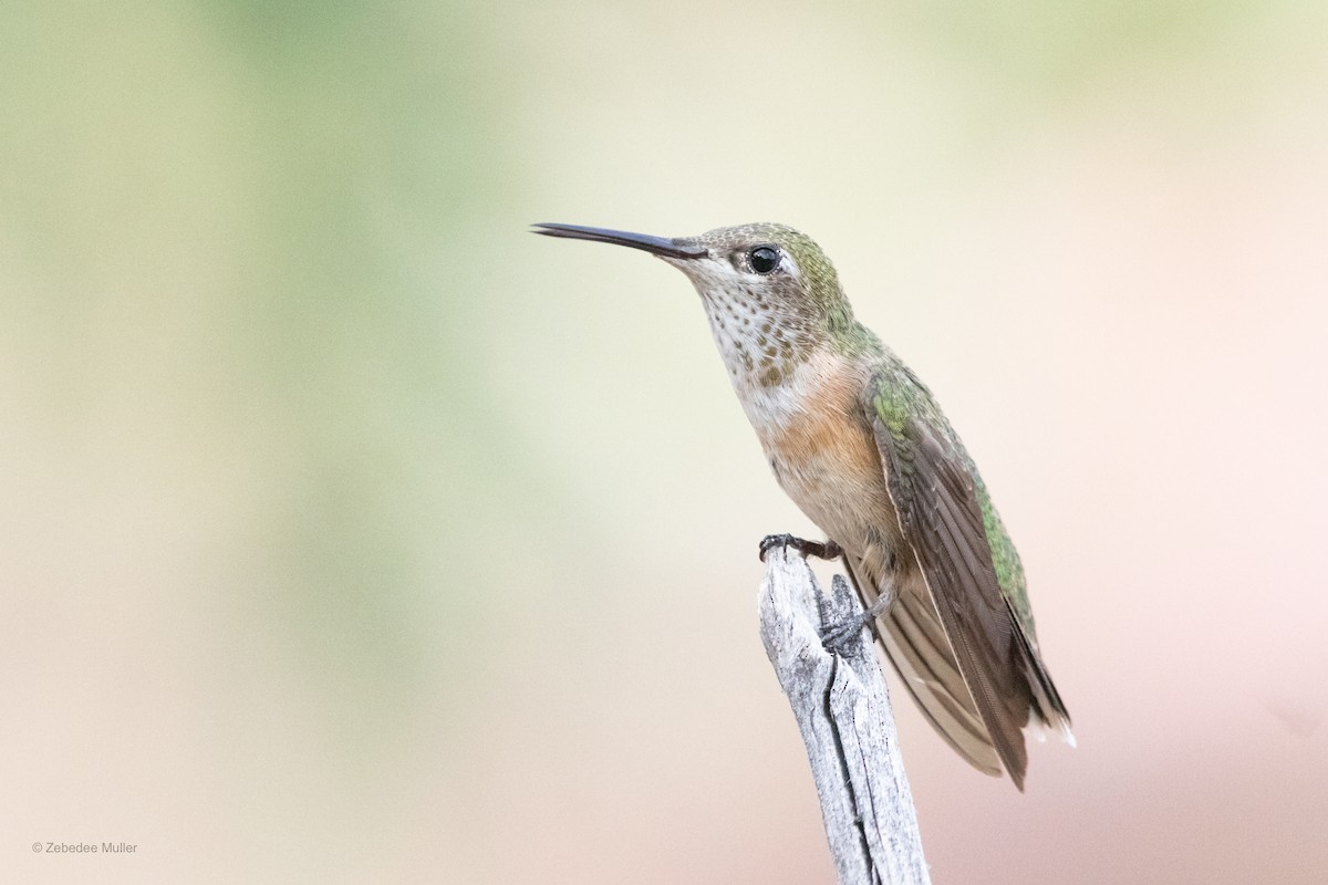 Calliope Hummingbird - Zebedee Muller