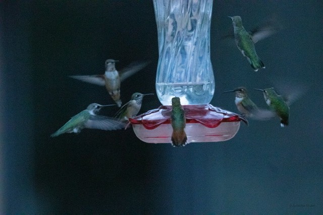 Allen's Hummingbird - Zebedee Muller