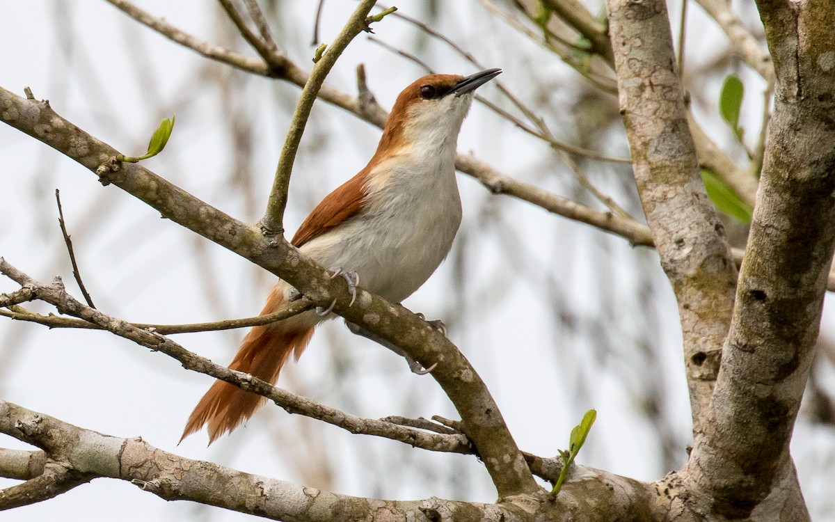 Red-and-white Spinetail - ML262302131
