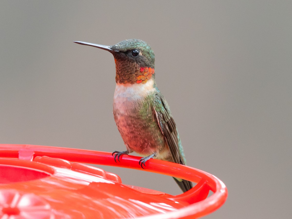 Ruby-throated Hummingbird - ML262302671