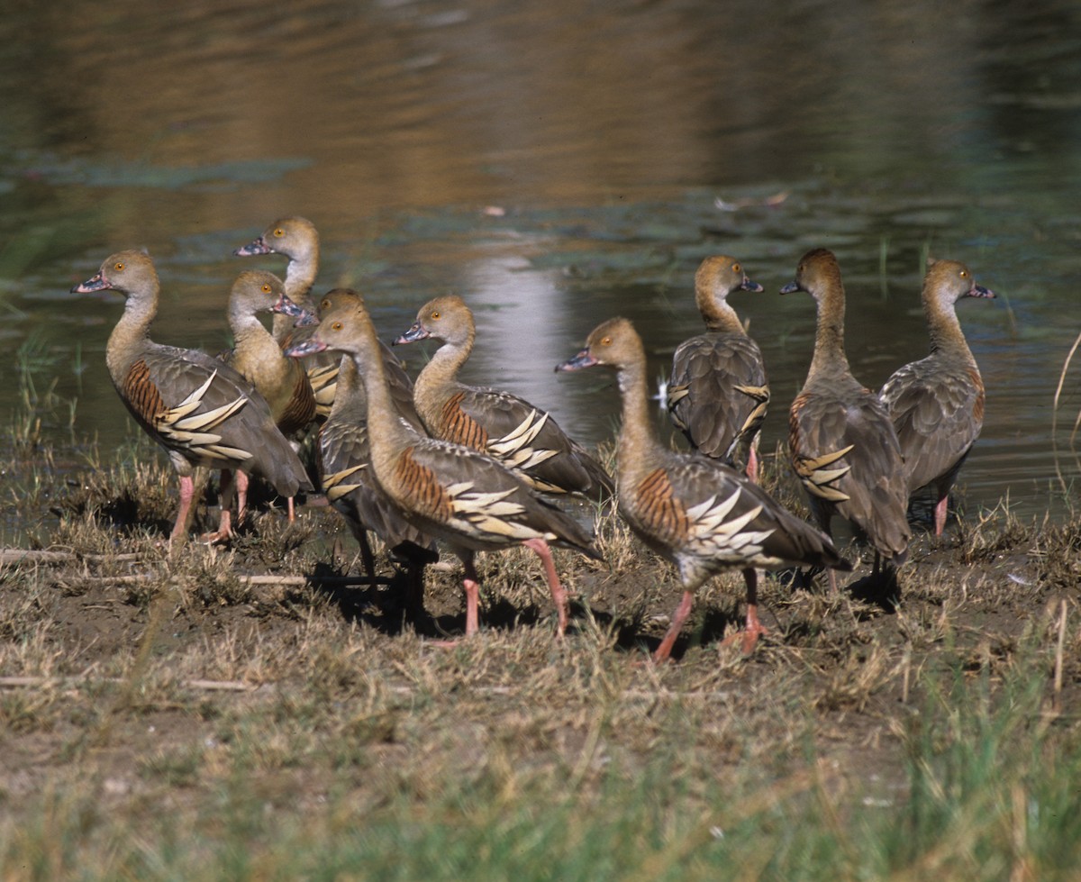 Plumed Whistling-Duck - Bruce Robinson
