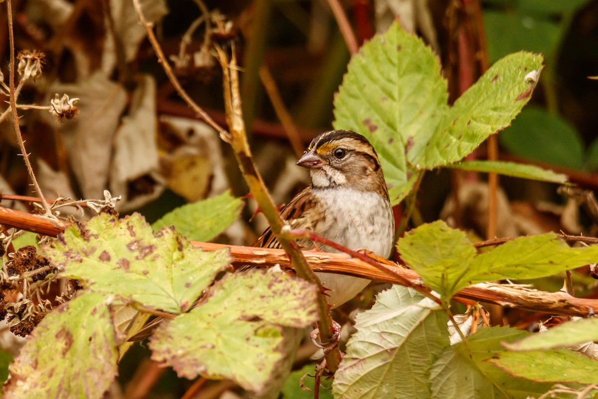 White-throated Sparrow - Frank Lin