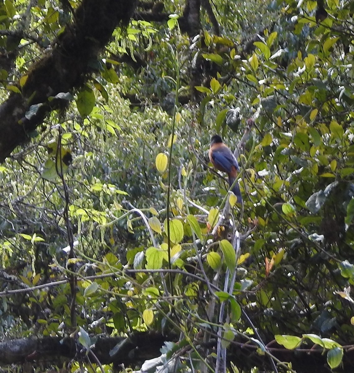 Rufous Treepie - marti ikehara