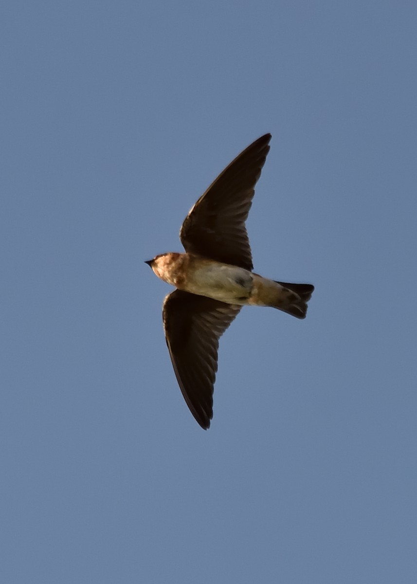 Cave Swallow - Michiel Oversteegen