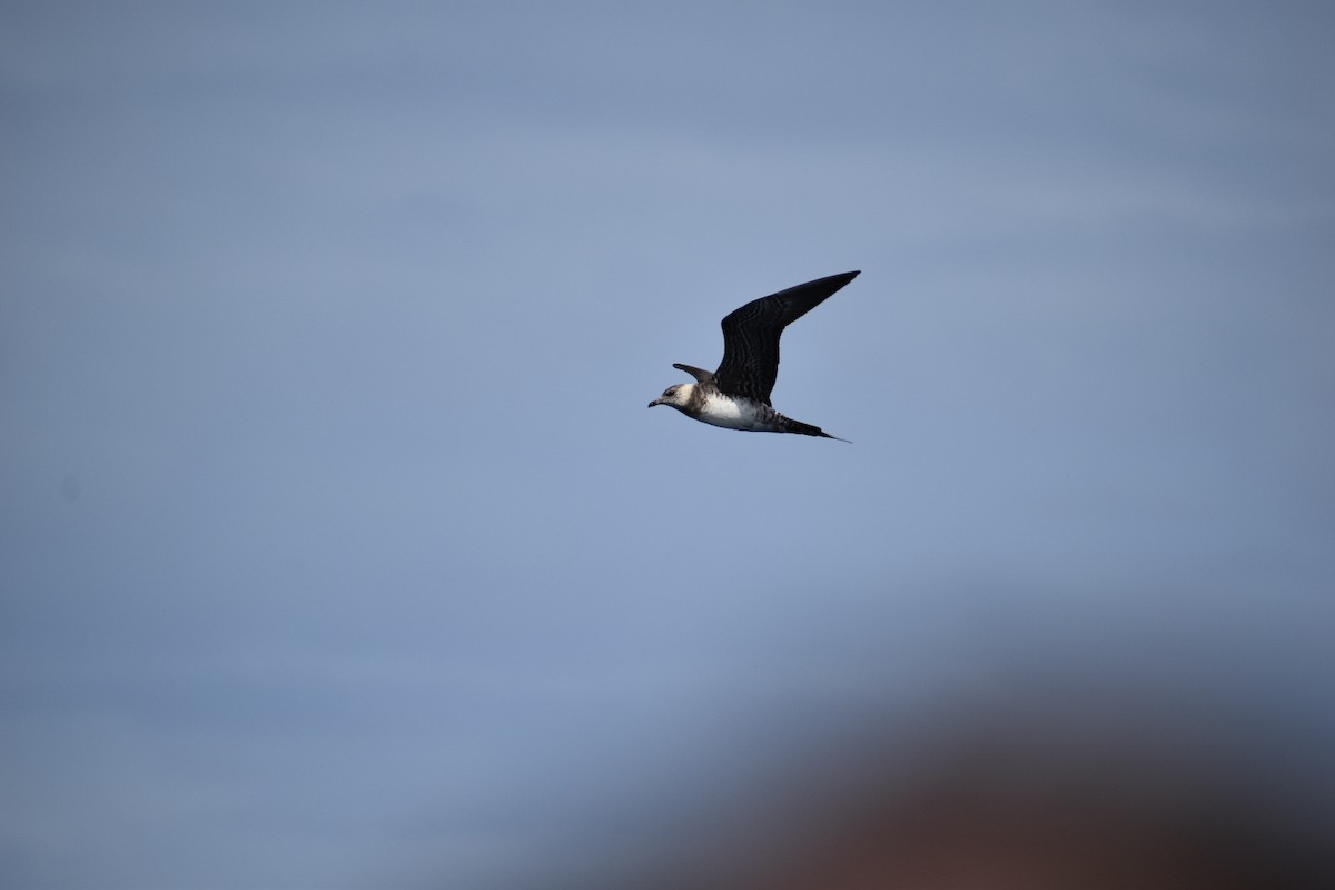 Long-tailed Jaeger - ML262327561