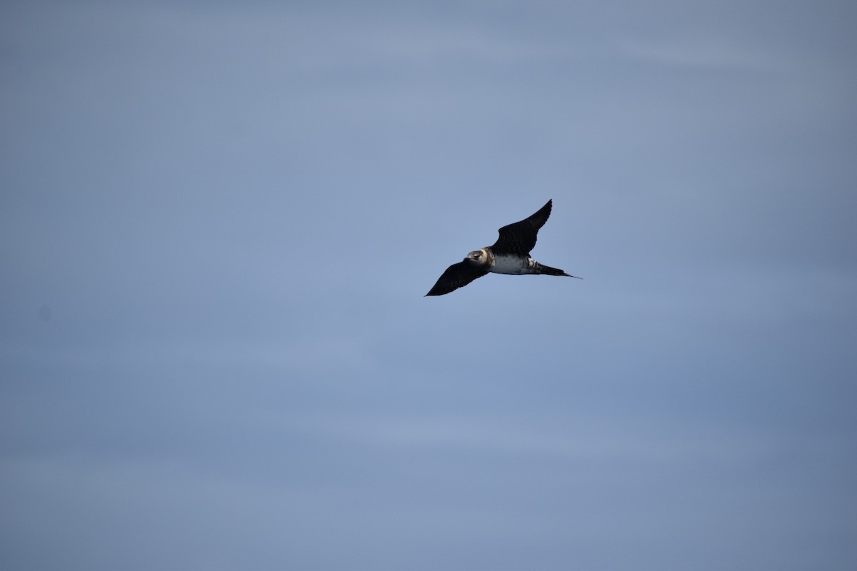 Long-tailed Jaeger - ML262327581
