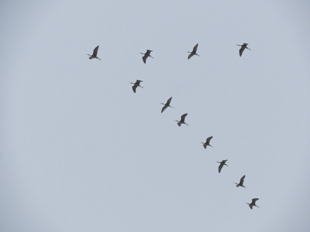 ibis hnědý - ML262331661