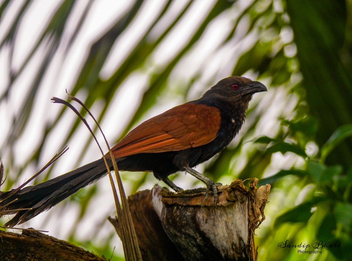 Greater Coucal - ML262334091