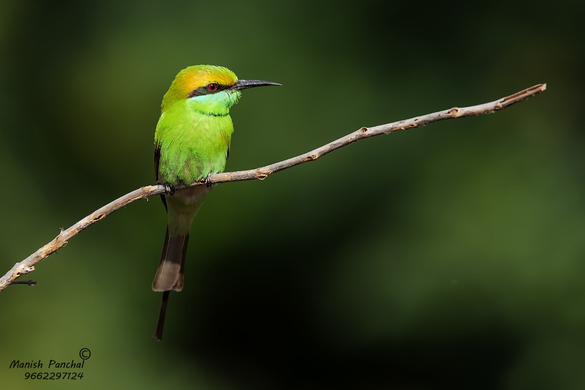 Asian Green Bee-eater - ML262336701